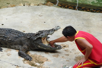 Dangerous live shows with wildlife are always interested in tourists from all over the world.