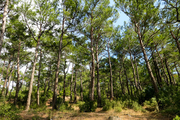Forest path in the summer