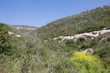 Fototapeta na wymiar Old abandoned stone quarry on Carmel mountain in Haifa, Israel 