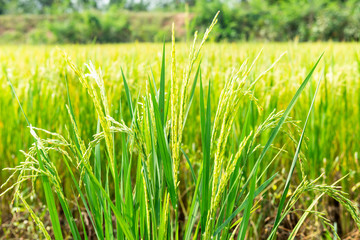 Rice field in local area of Thailand sunny day