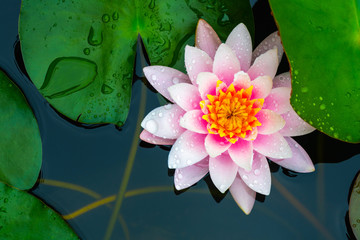 Panele Szklane  Piękny różowy kwiat lilii wodnej lub lotosu w stawie.