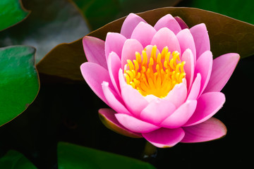 Obrazy na Szkle  Piękny różowy kwiat lilii wodnej lub lotosu w stawie.