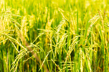 Rice field in local area of Thailand sunny day