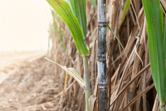 Sugarcane planted to produce sugar and food.