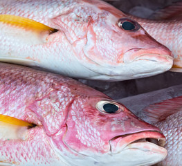 Raw bass and bream fresh fish