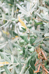 Obraz premium Olive tree branch with leaves and green olives and rain drops. Natural agricultural background. 