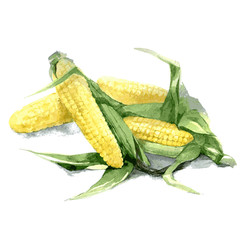 Two cobs of corn. Hand drawn watercolor illustration. Vector