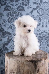 Cute Bichon Frise puppy