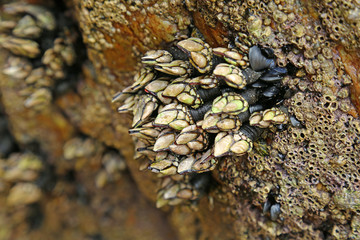Goose barnacles (Pedunculata) in a sea grotto