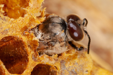 Honigbiene Drohne schlüpft aus Wabe