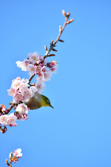 メジロと寒桜