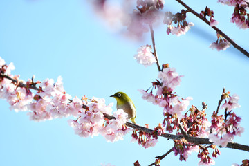 メジロと寒桜