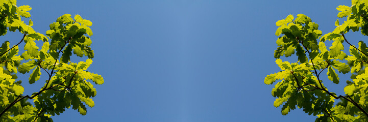 Green oak leaves against blue sky. Summer nature background. Copy space.