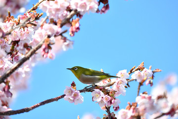 メジロと寒桜