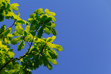 Green oak leaves against blue sky. Summer nature background. Copy space.