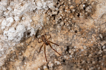 Shaded orb-weaver, Metellina merianae in a cave
