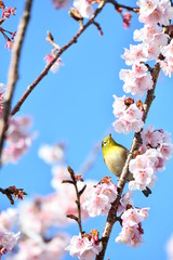 メジロと寒桜