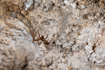 Shaded orb-weaver, Metellina merianae in a cave