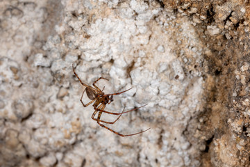 Shaded orb-weaver, Metellina merianae in a cave