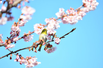 メジロと寒桜