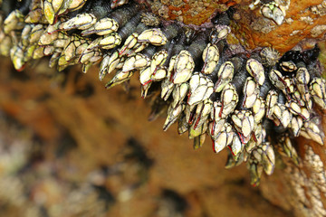 Goose barnacles (Pedunculata) in a sea grotto