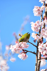 メジロと寒桜