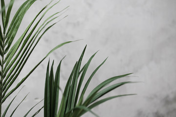 Obraz premium tree branches-leaves on wall white cement or concrete background,sunlight rays through