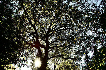 Raggi di sole dietro la quercia