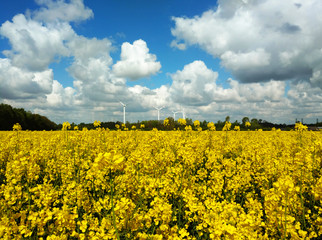 rapeseed field and windmills