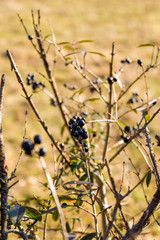 Beeren am Strauch 