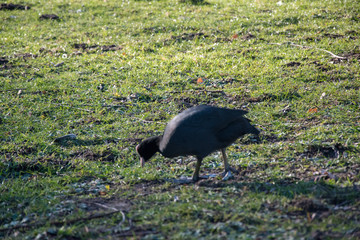 Ptaki w sloneczny dzien w Parku © Iwona