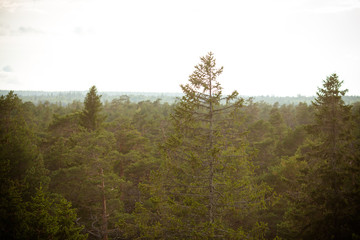 morning in the forest