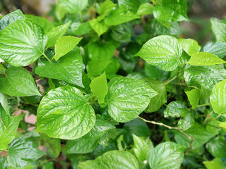 Wild betel leaf bush herbs or vegetables food nature green background