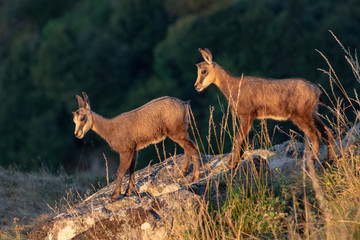 Chamois