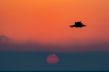 Mouette coucher de soleil