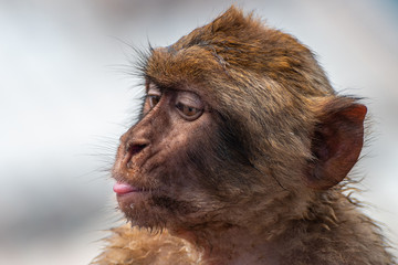 Singe qui tire la langue