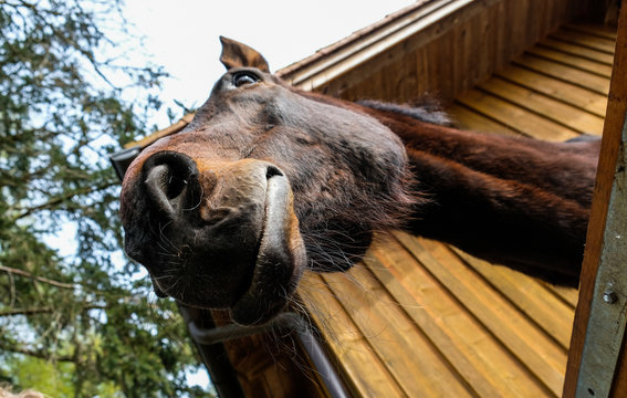 Lucky Horses on the Farm, Bavaria, Germany