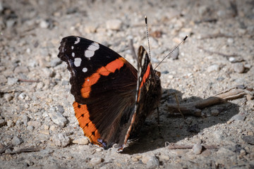 Papillon