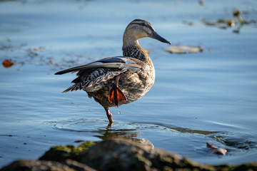 Canard sur l'eau