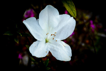 White azalea flower blossoming on nature garden dark background