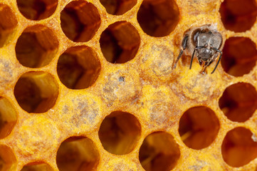 Honigbiene Arbeiterin schlüpft aus Brutzelle