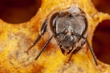 Arbeiterin einer Honigbiene aus Brutwabe schlüpfend, Honigbiene beim Schlupf aus ihrer Brutwabe, mühsamer Schlupf einer Biene aus ihrer Wabe, Kopf einer Honigbiene schaut aus ihrer Brutwabe