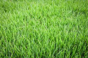 Fresh green grass lawn meadow texture on field background