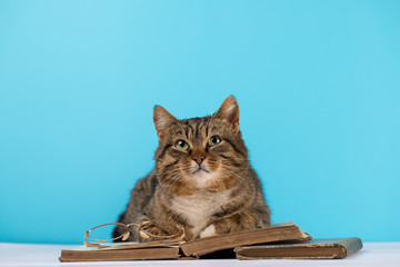 a cat with glasses sits near an open book.