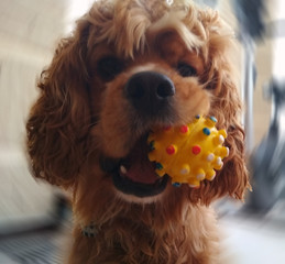 dog with toy in his teeth