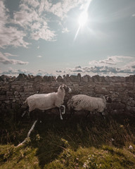 Fototapeta premium Sheep in front of Dry Stone Wall