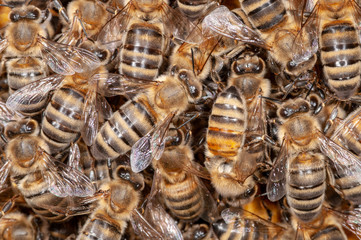 Honigbienen auf Waben