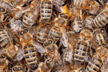 Honigbienen auf Waben