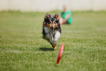 Shetland  sheepdog catches a flying disc