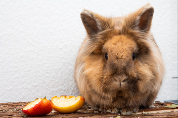 Löwenkopfkaninchen Kaninchen Hase Osterhase © bastian herrmann